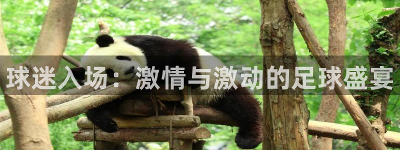 球迷入场：激情与激动的足球盛宴